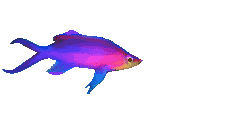 purpfish.gif (20491 bytes)